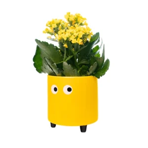 Fisura - Vaso Giallo Occhi
