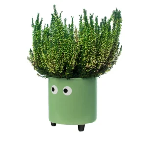 Fisura - Vaso Verde Occhi